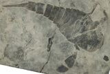Eurypterus (Sea Scorpion) Fossil - New York #310239-1